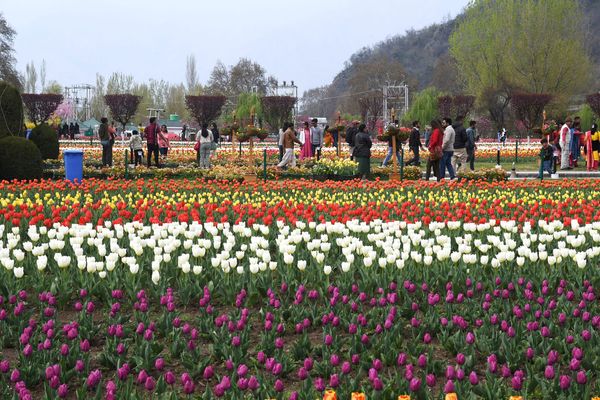 Omar Abdullah throws open Asia's largest tulip garden in Srinagar for visitors