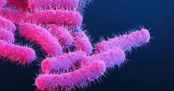 Shigella cases reported across Kerala; 55 hospitalised, situation under control, says minister