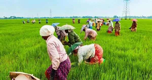 കാർഷിക സമൃദ്ധിയുടെയും പ്രത്യാശയുടെയും പൊൻപുലരി: ചിങ്ങം ഒന്നിനെ വരവേറ്റ് മലയാളി
