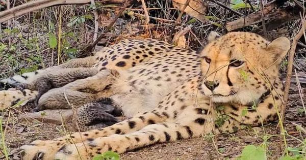 India-born cheetah gives birth to four cubs in MP's Kuno National Park
