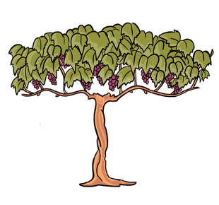 How Grapes are Grown for Wine