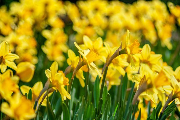 How Daffodils Can Help Revision