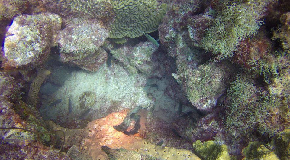 Coral formations and reef life at Playa Porto Marie in Curaçao, illustrating the need to slow down and look carefully before drawing conclusions.