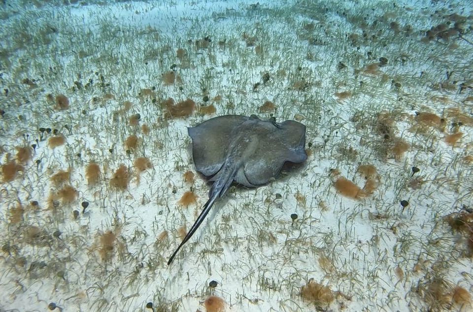 A southern stingray glides across a sandy seafloor in Cozumel. Moments after this photo was taken, an underwater emergency became a lasting lesson in composure.