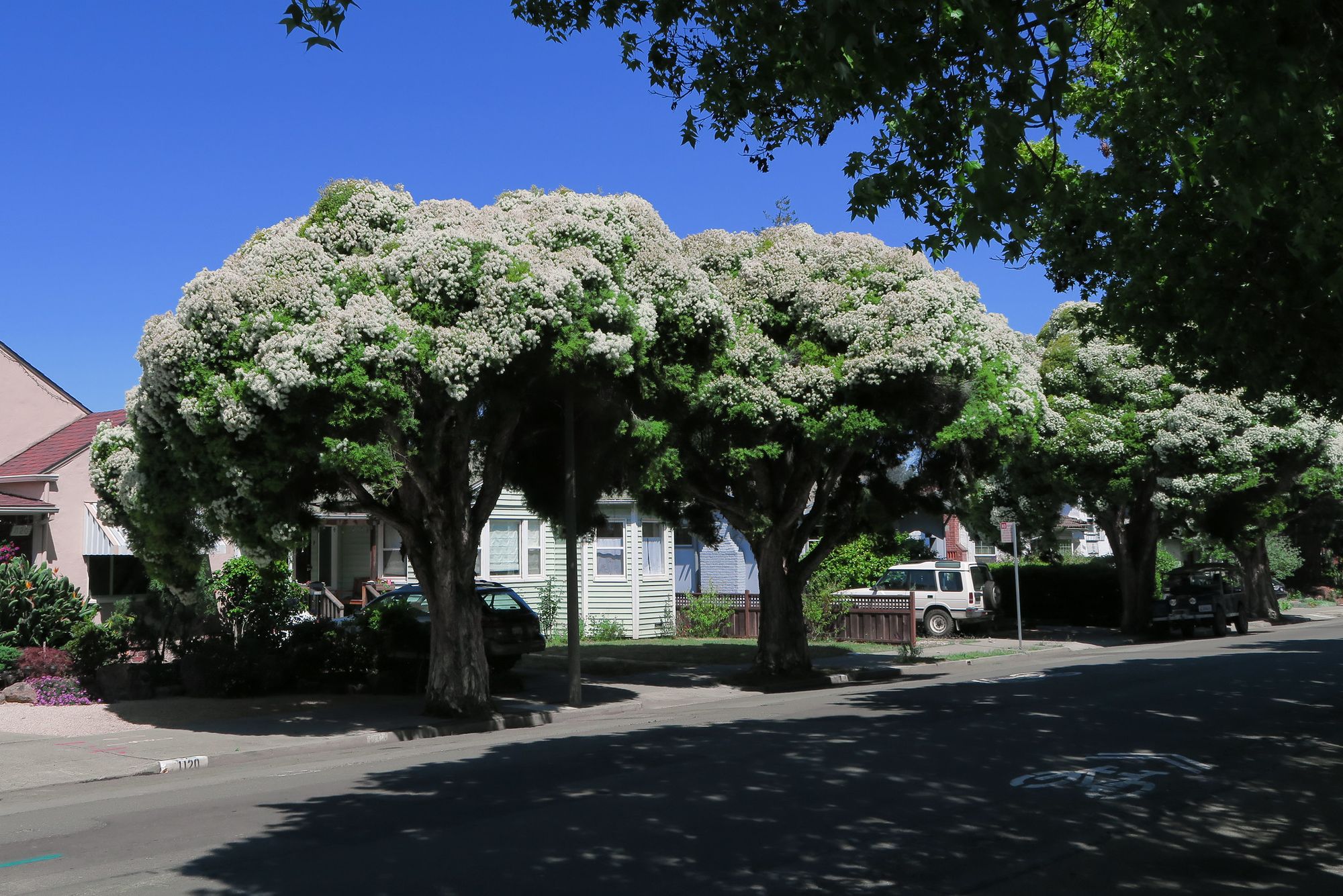 A tree-lined street in Albany, CA (John Rusk, 2015, Flickr)
