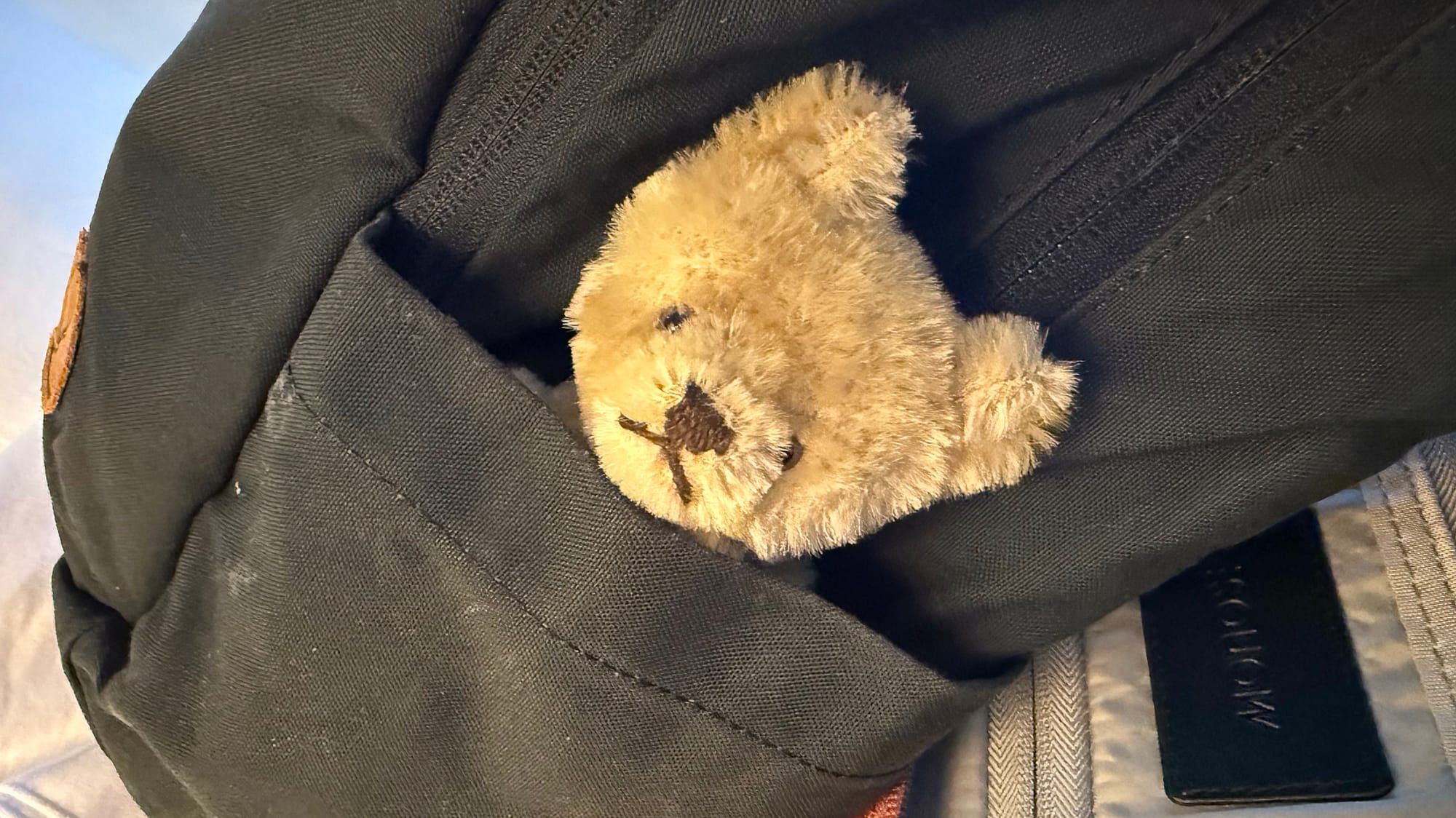 A photo of a stuffed bear in the pocket of a backpack [taken by Frederick Lane, 2025]