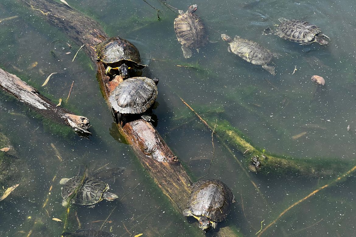 TCP Episode 128 -- When You're Curious, You're Learning, with Greg Behr and Ryan Rydzewski