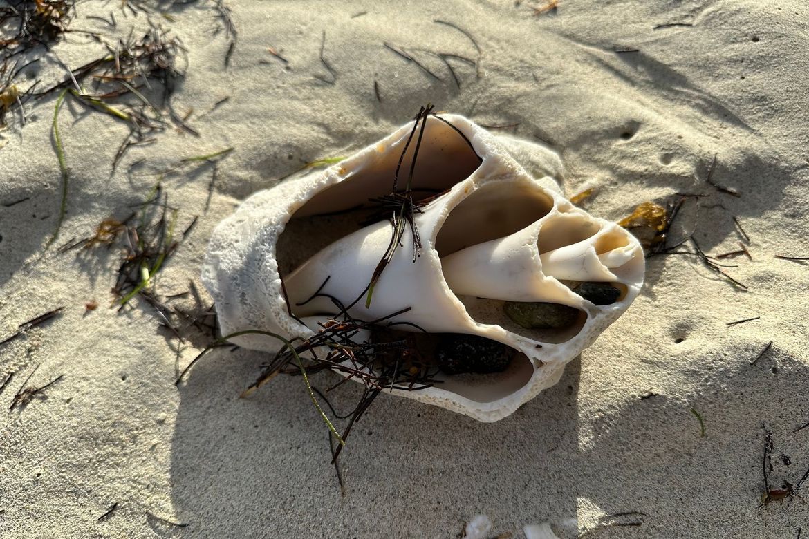 Cybertraps for Educators Digest