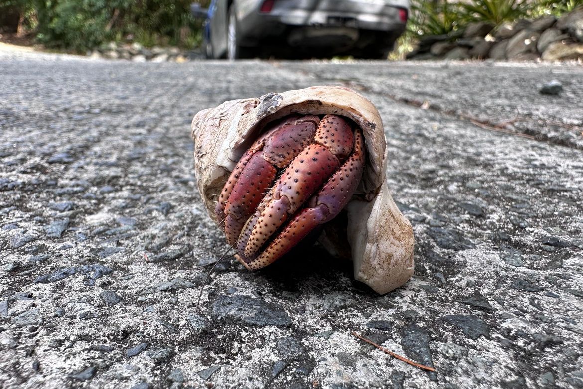 Cybertraps for Educators Digest