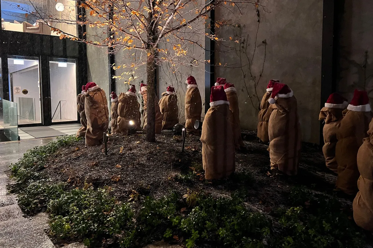 Photo of Burlapped Bushes and Santa Hats, Montreal, Quebec (2021) [Frederick Lane]