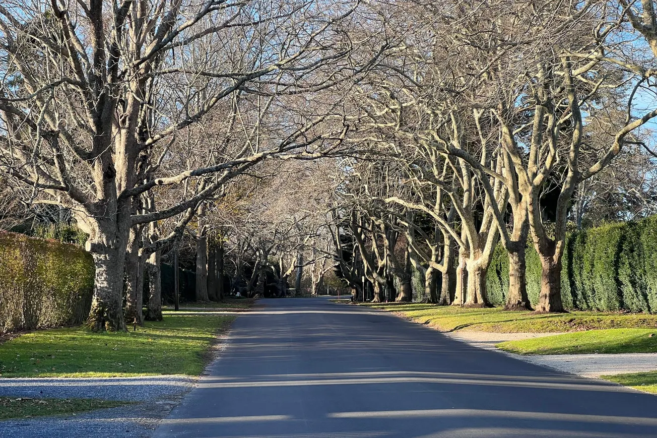 Photos of Old Trees, Lily Pond Lane, East Hampton, NY (2021)