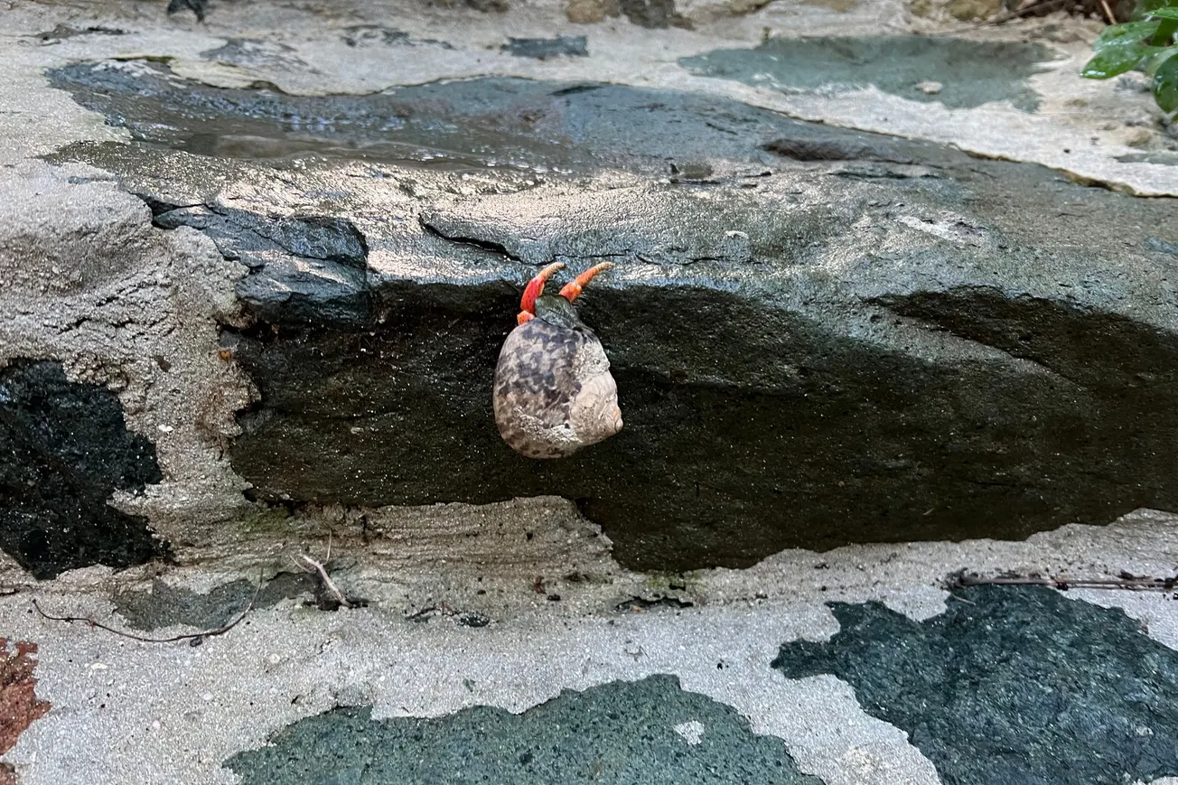 Photo Entitled "Hang in There", St. John, U.S. Virgin Islands (2022)