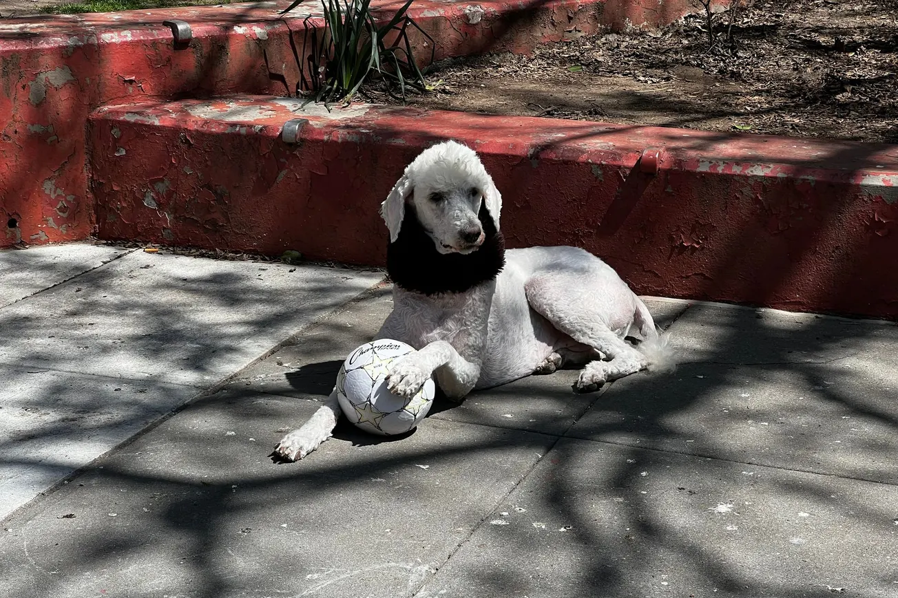 A Possessive Dog, Manhattan, New York (2022)