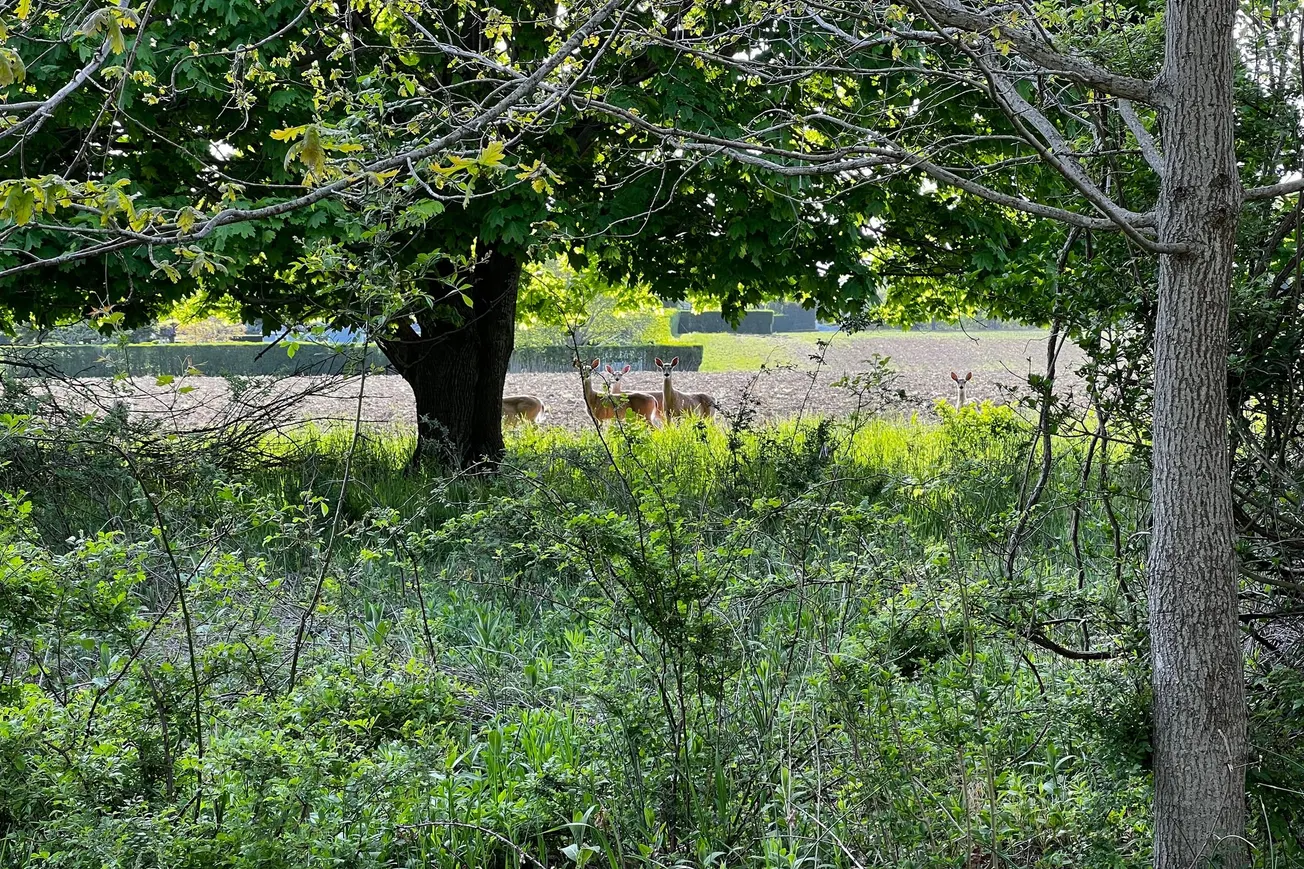A Small Herd of Deer, Southampton, NY (2022)