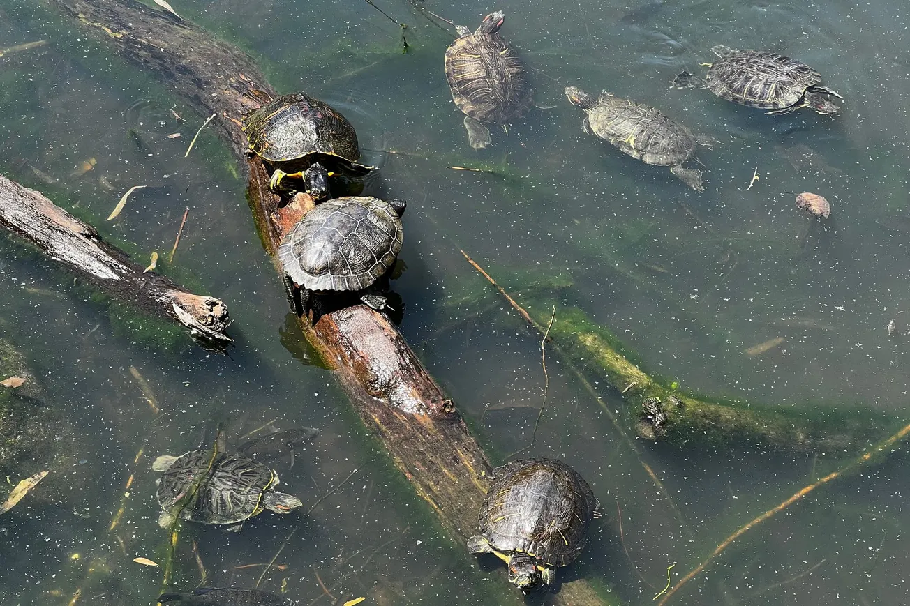 Turtles in Prospect Park, Brooklyn, NY (2022)