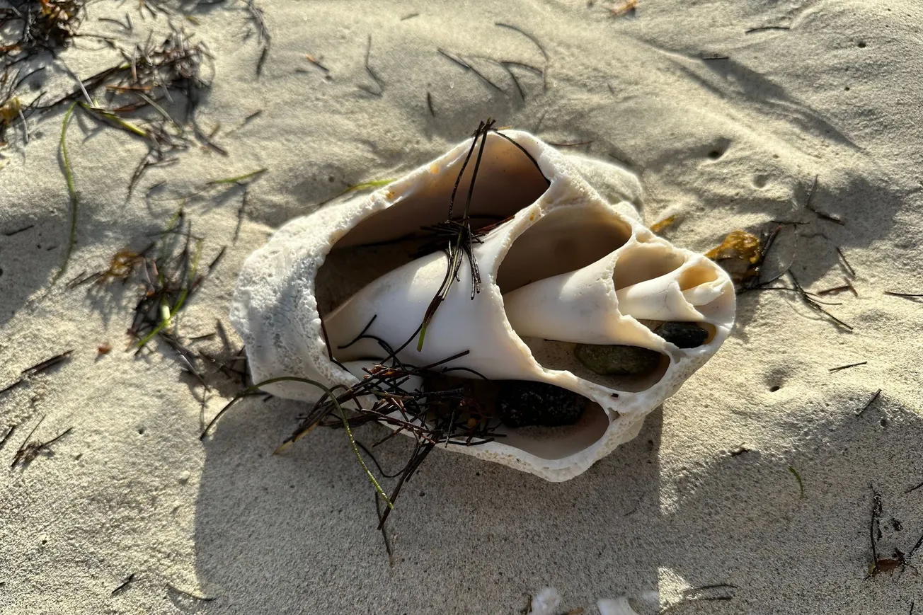 Fractured Shell [Frederick Lane, 2023]