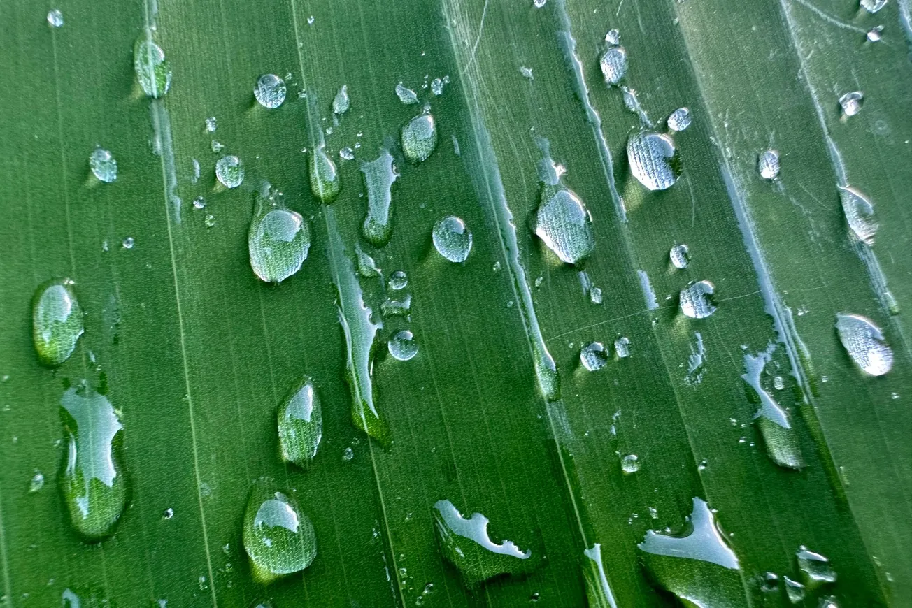 Raindrops on Tropical Plant
