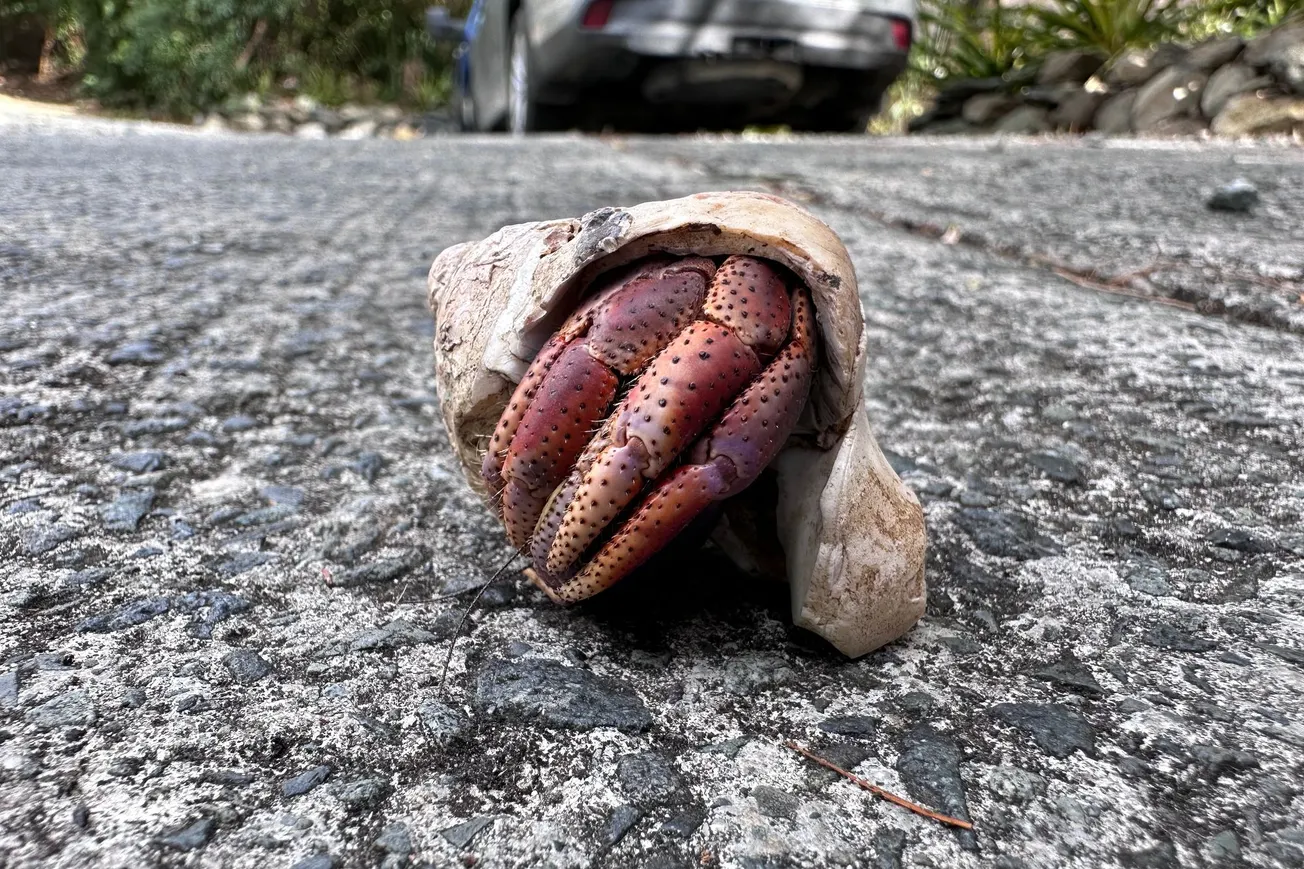 "Home, Sweet Home" (Hermit Crab in Shell) [Frederick Lane, 2023]