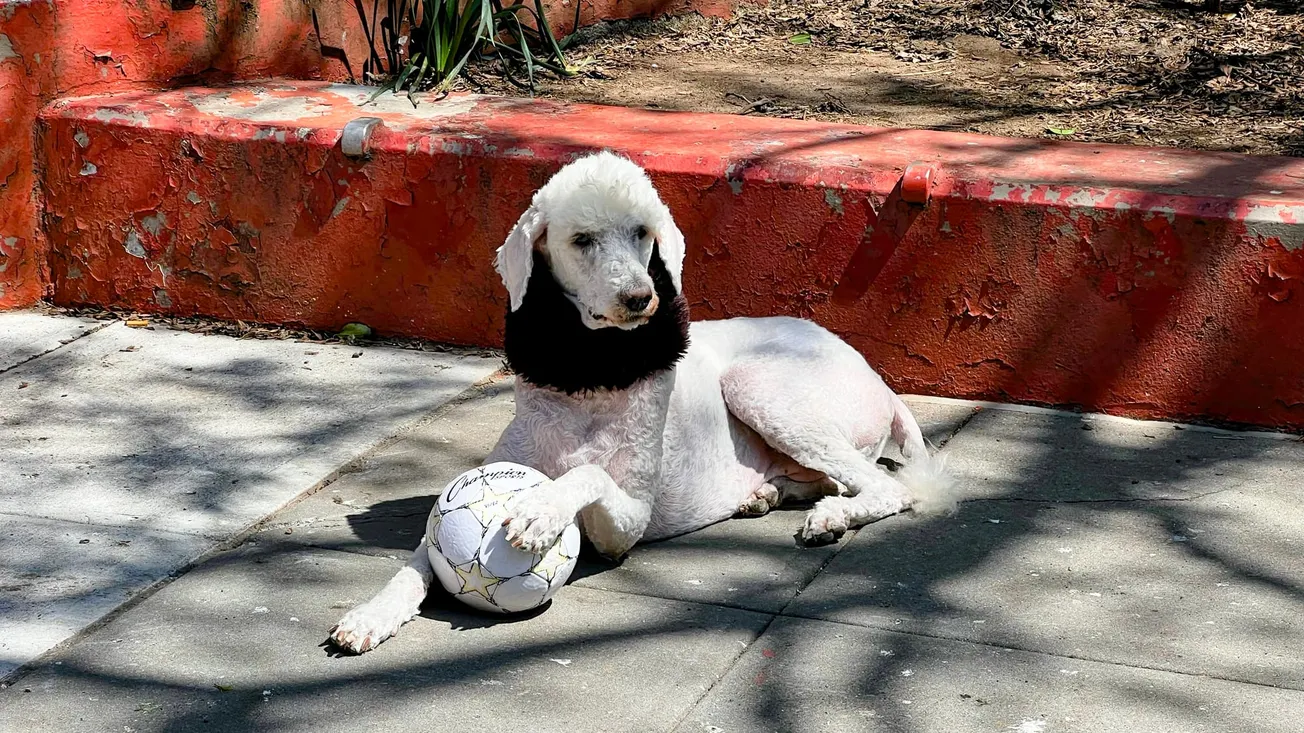 Photo of a white poodle holding a soccer ball in Manhattan, New York. Taken by Frederick Lane in 2022.