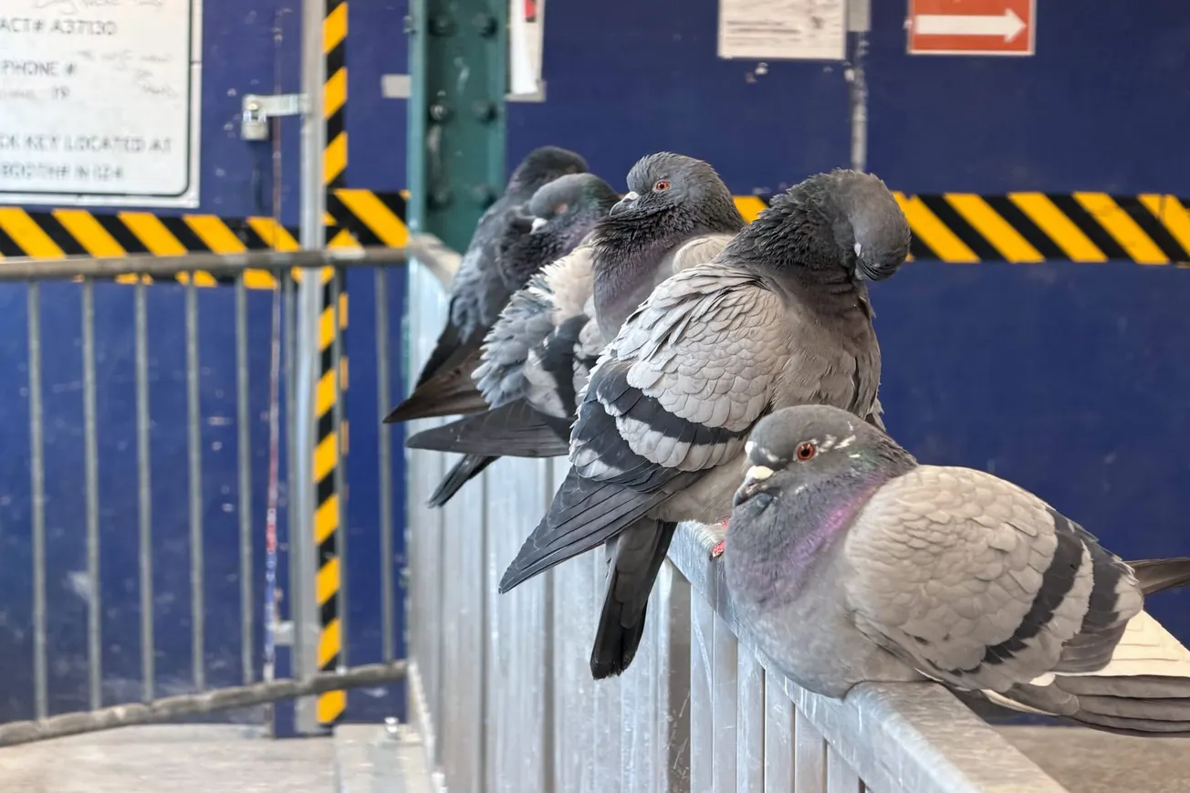 Photo of Commuting Pigeons, Brooklyn, NY [Frederick Lane, 2026]