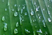 Cybertraps for Educators Digest