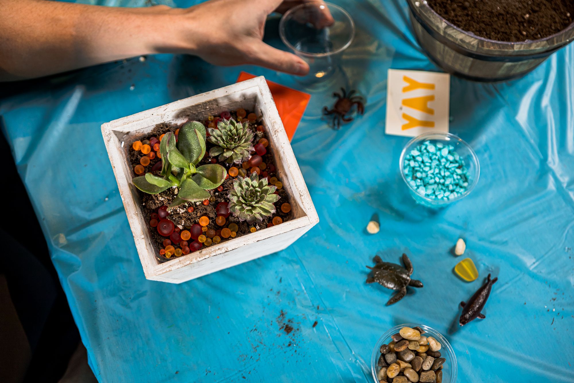 Succulents in wooden planter at a Plant Nite event