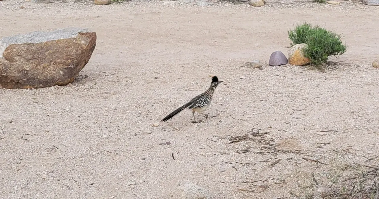 Roadrunner at Sabino Canyon