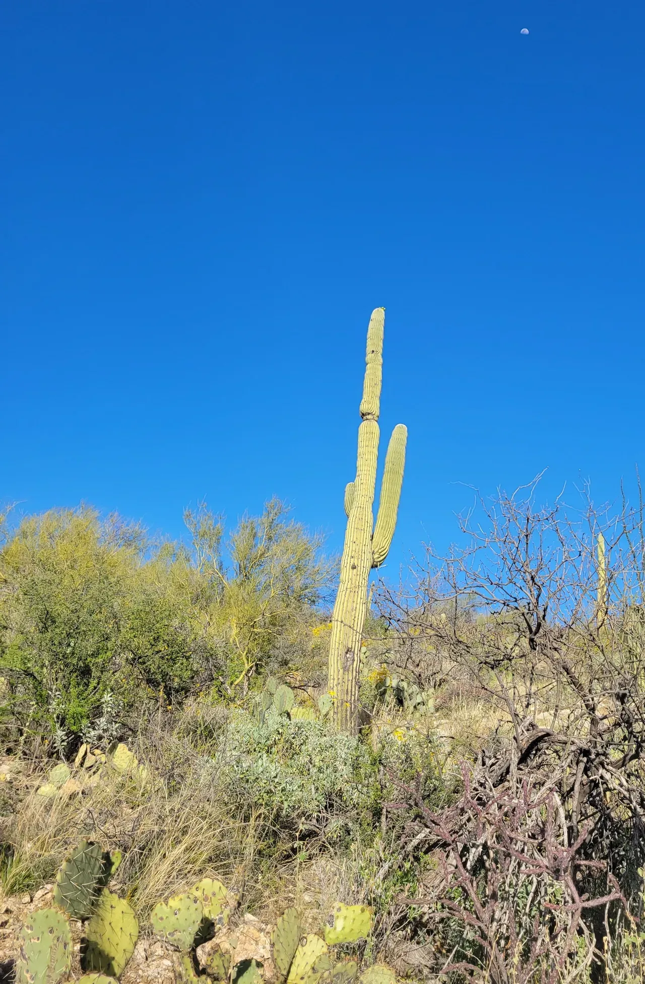 Saguaro cactus Arizona