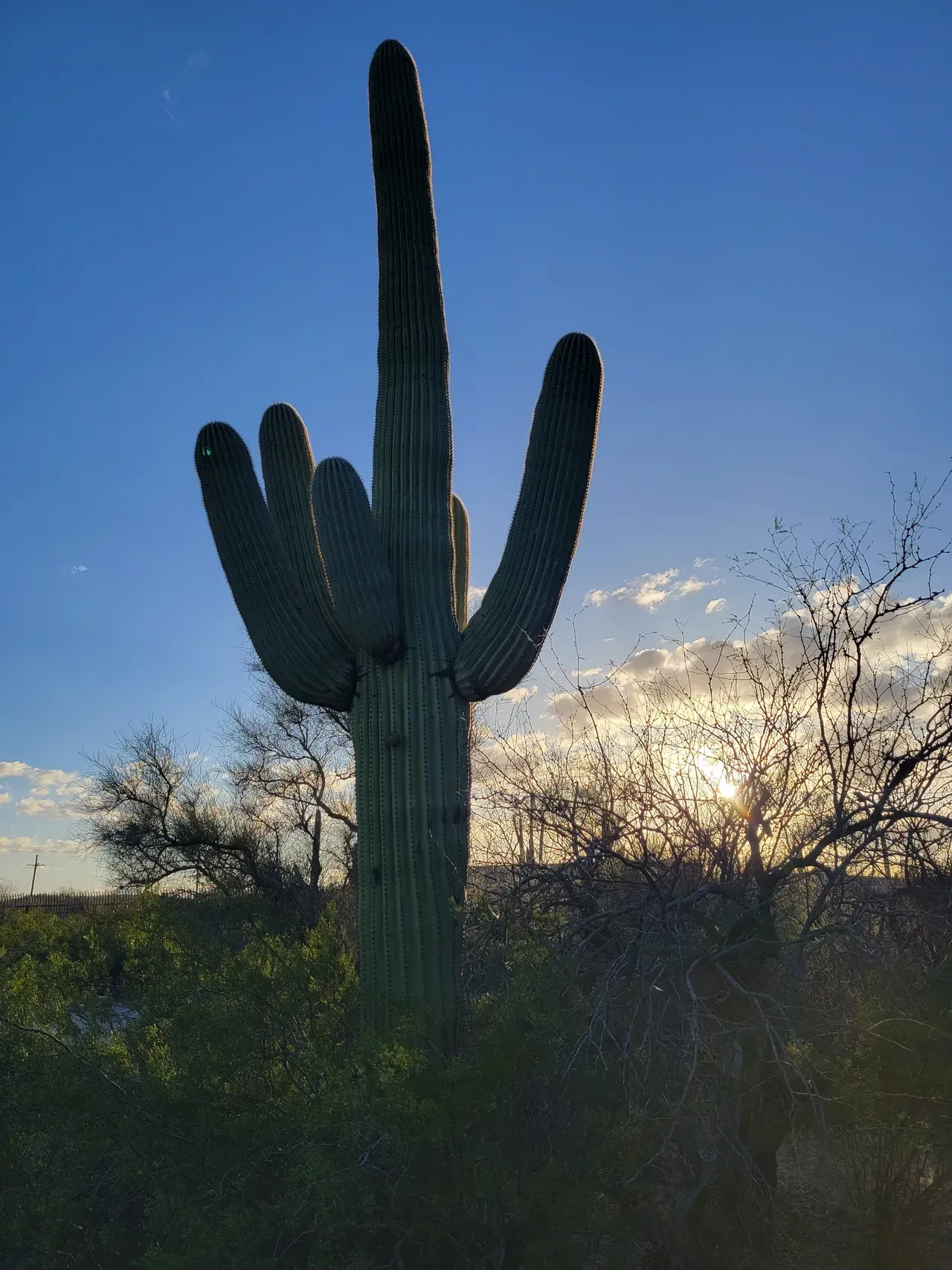 Saguaro cactus Arizona
