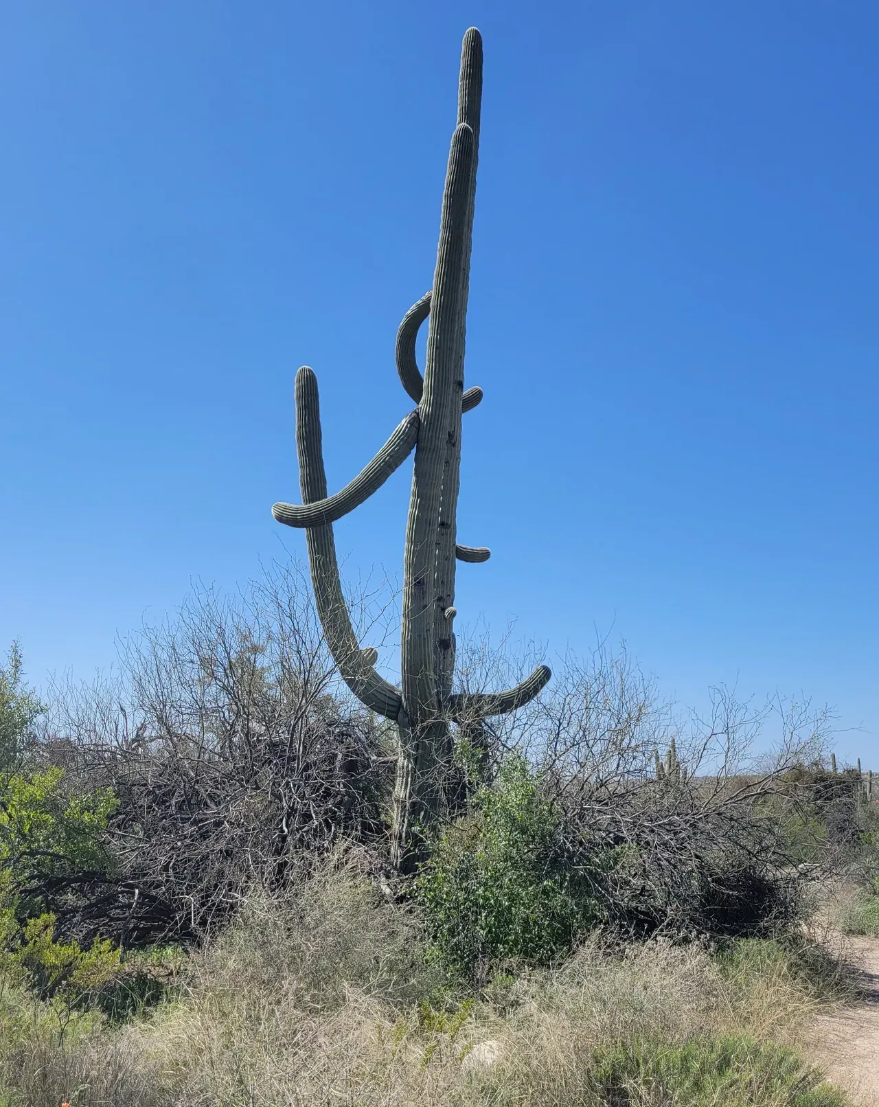 Saguaro cactus Arizona