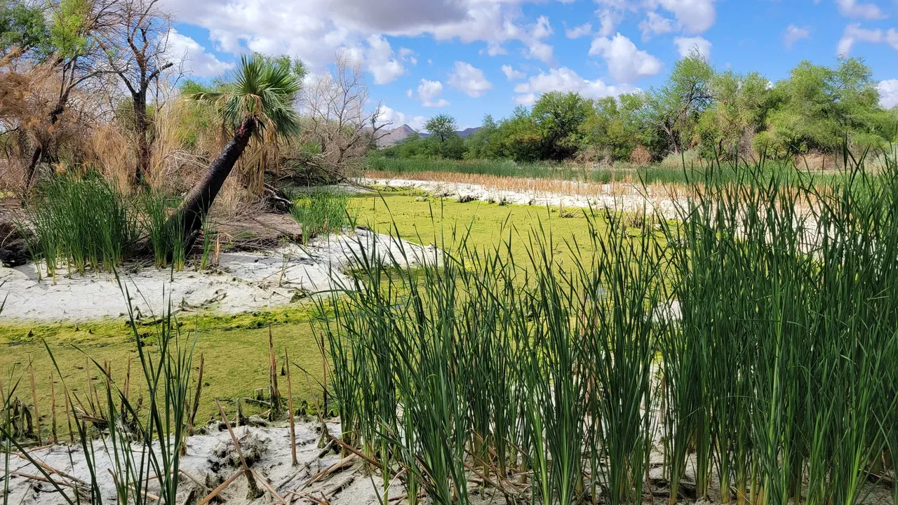 Sweetwater Wetlands Tucson