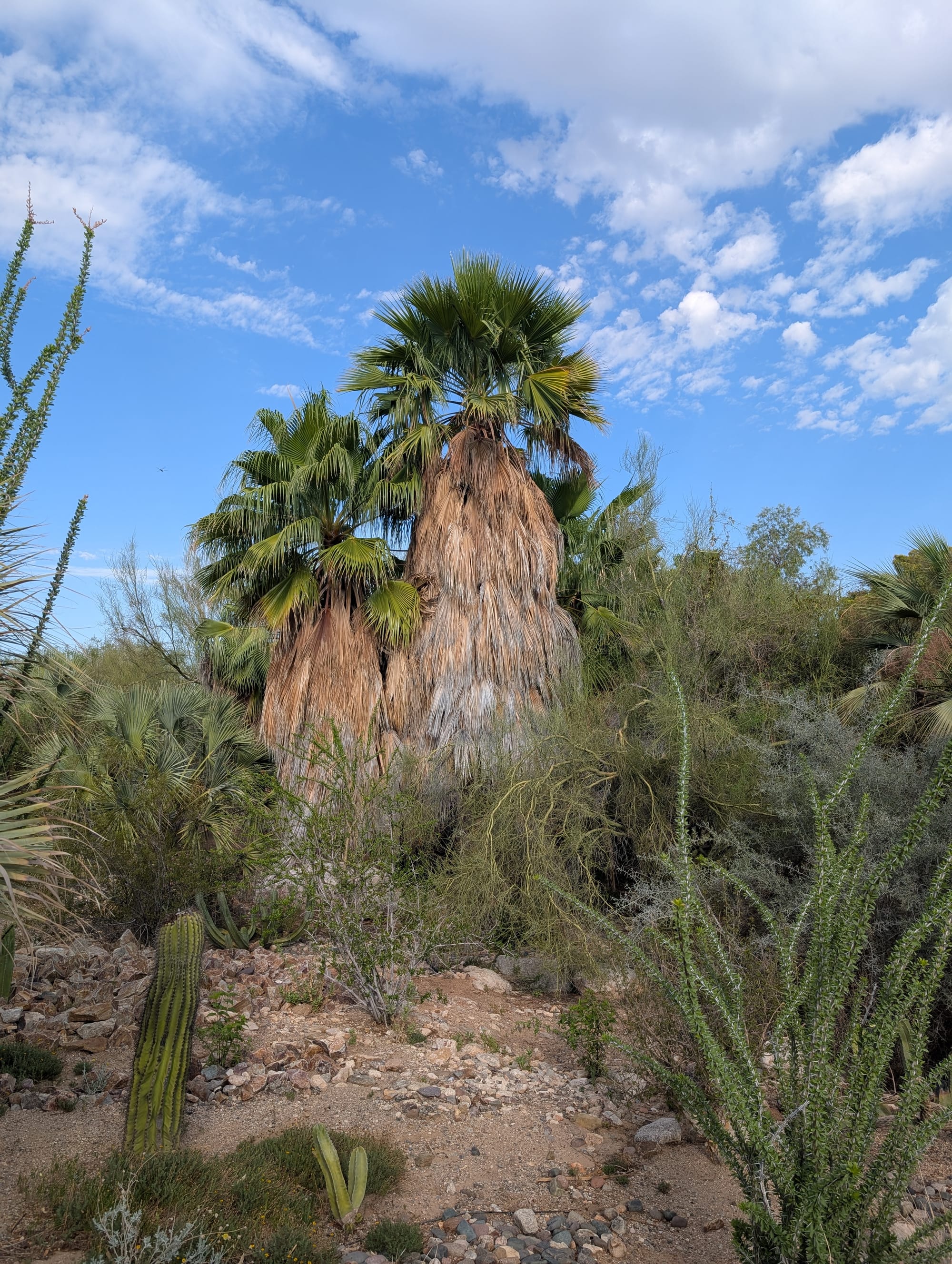 Tohono Chul