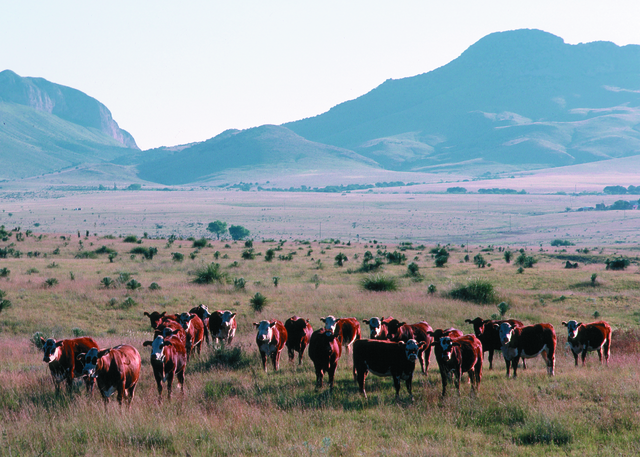 Arizona Cattle