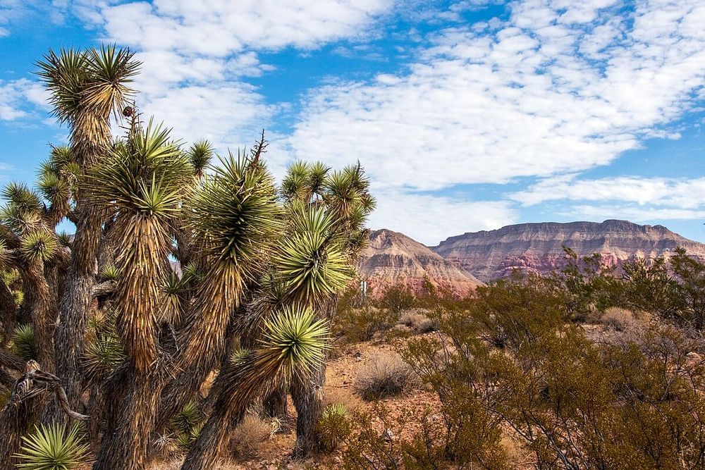 Mojave
