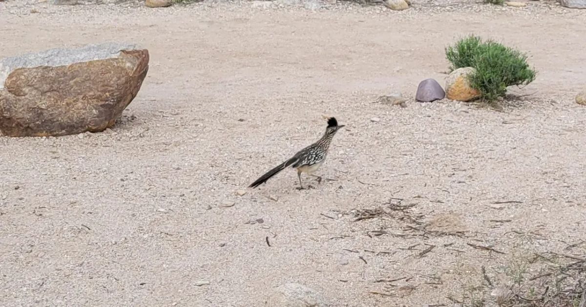How to Spot a Roadrunner in Arizona