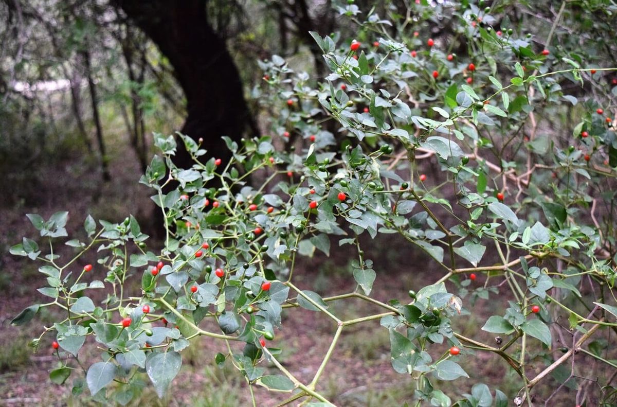 Arizona’s Wild Chiltepin: The Mother of All Peppers