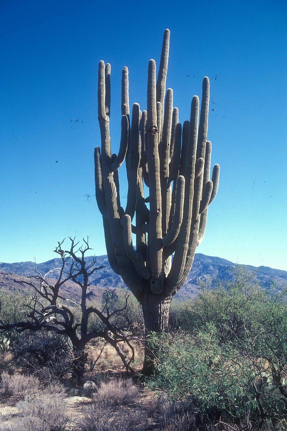 The Reign of Old Granddaddy: The Rise and Fall of a Desert King