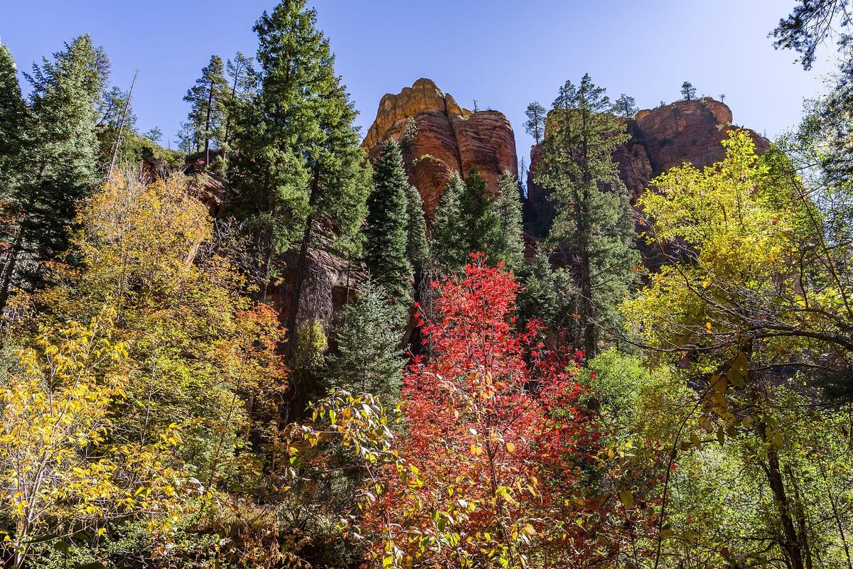 Three Northern Arizona Trails to Hike with a Dog