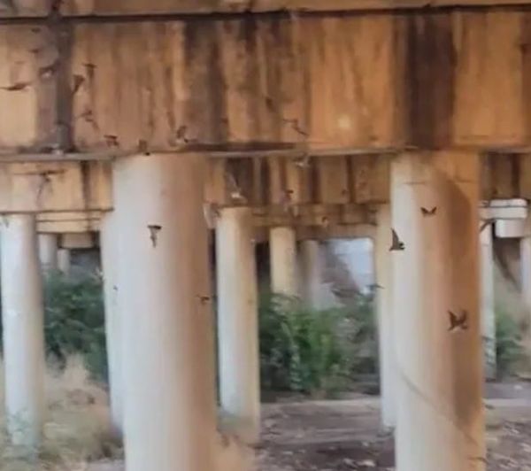 Tucson’s Batty Spectacle