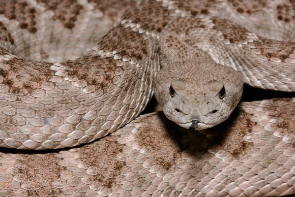 Five of the Deadliest Animals in the Sonoran Desert