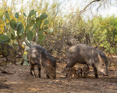 Javelina Encounters: Guide for Living (and Hiking) with Arizona's Desert Herds
