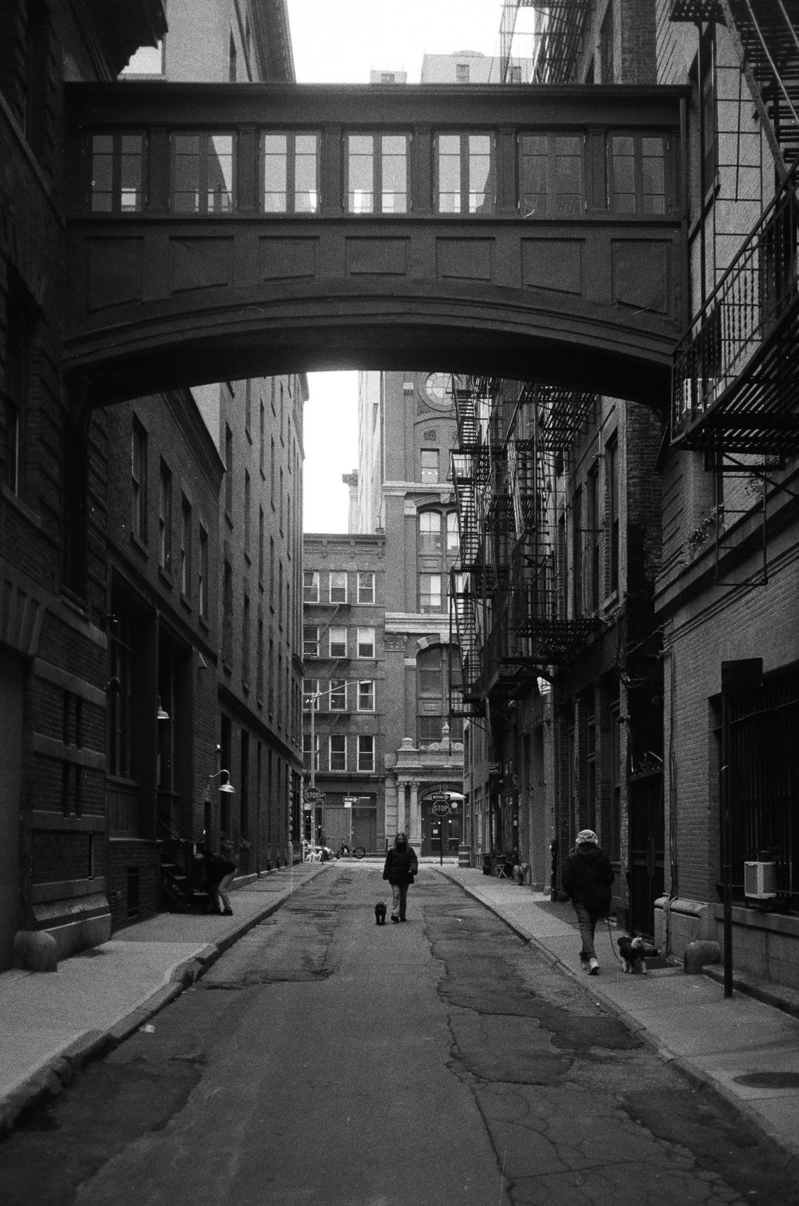 Modern vampires of the city