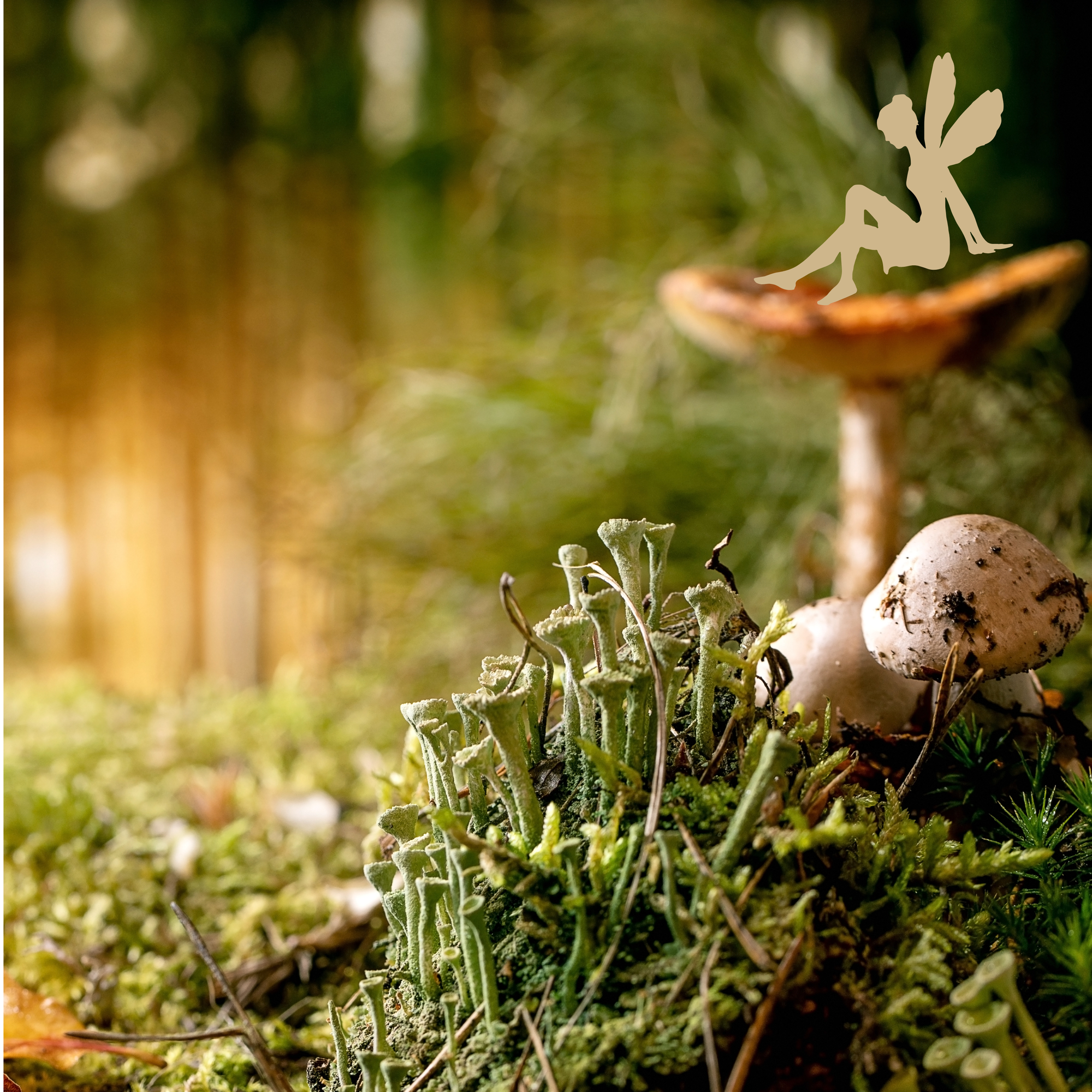 photo of a forest with mushrooms in the foreground; a small graphic of a fairy sits on top of one mushroom cap