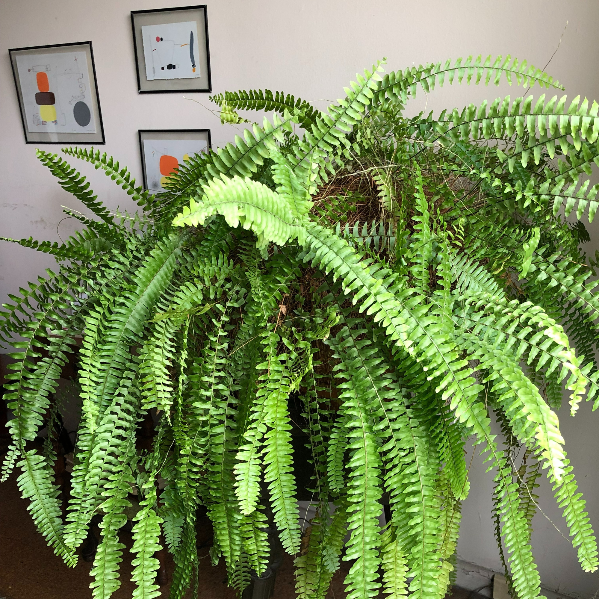 photo of a large fern in the foreground and abstract art on the wall in the background