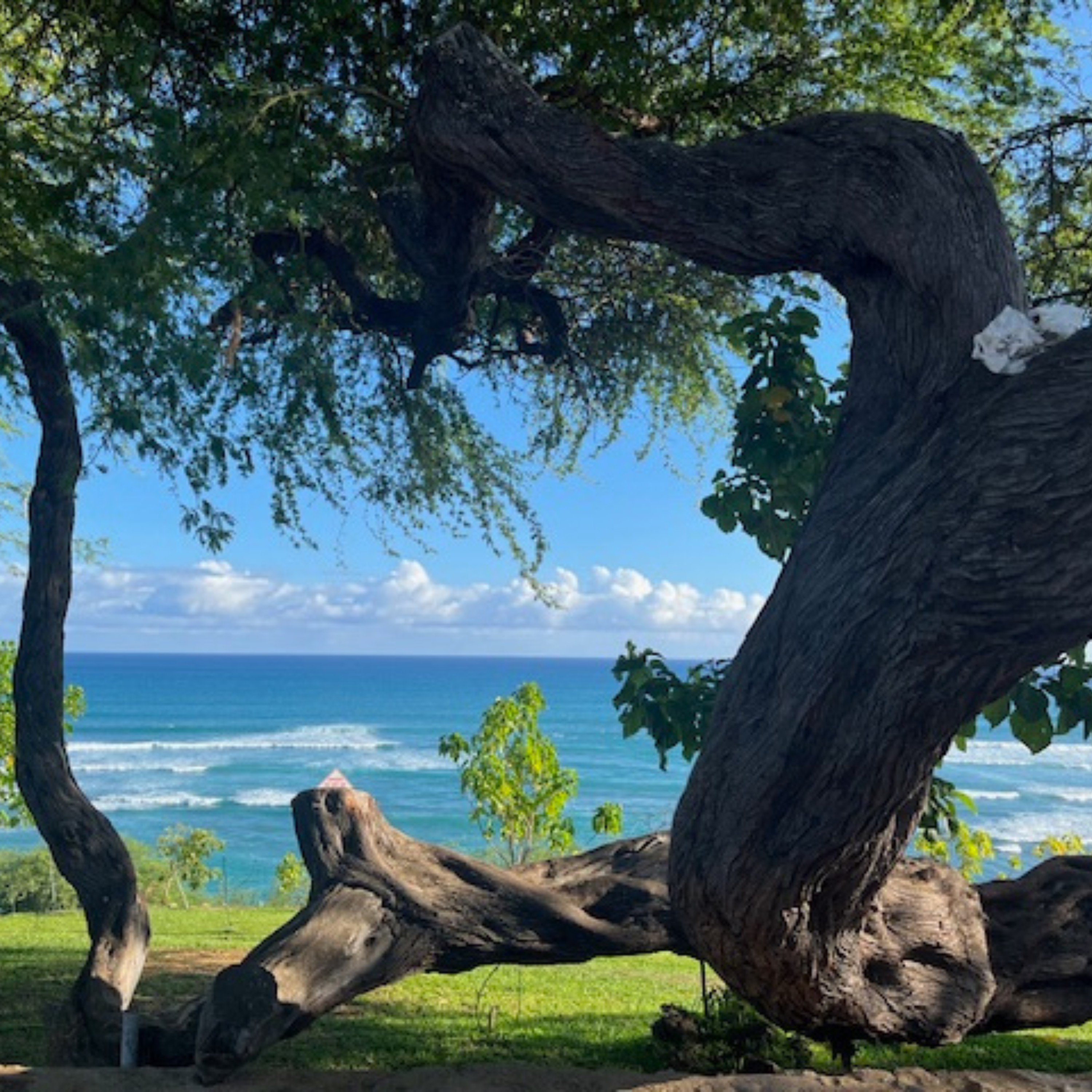 Ocean view with twisting tree branches in the foreground at Diamond Head Beach Park (Oahu, Hawaii)
