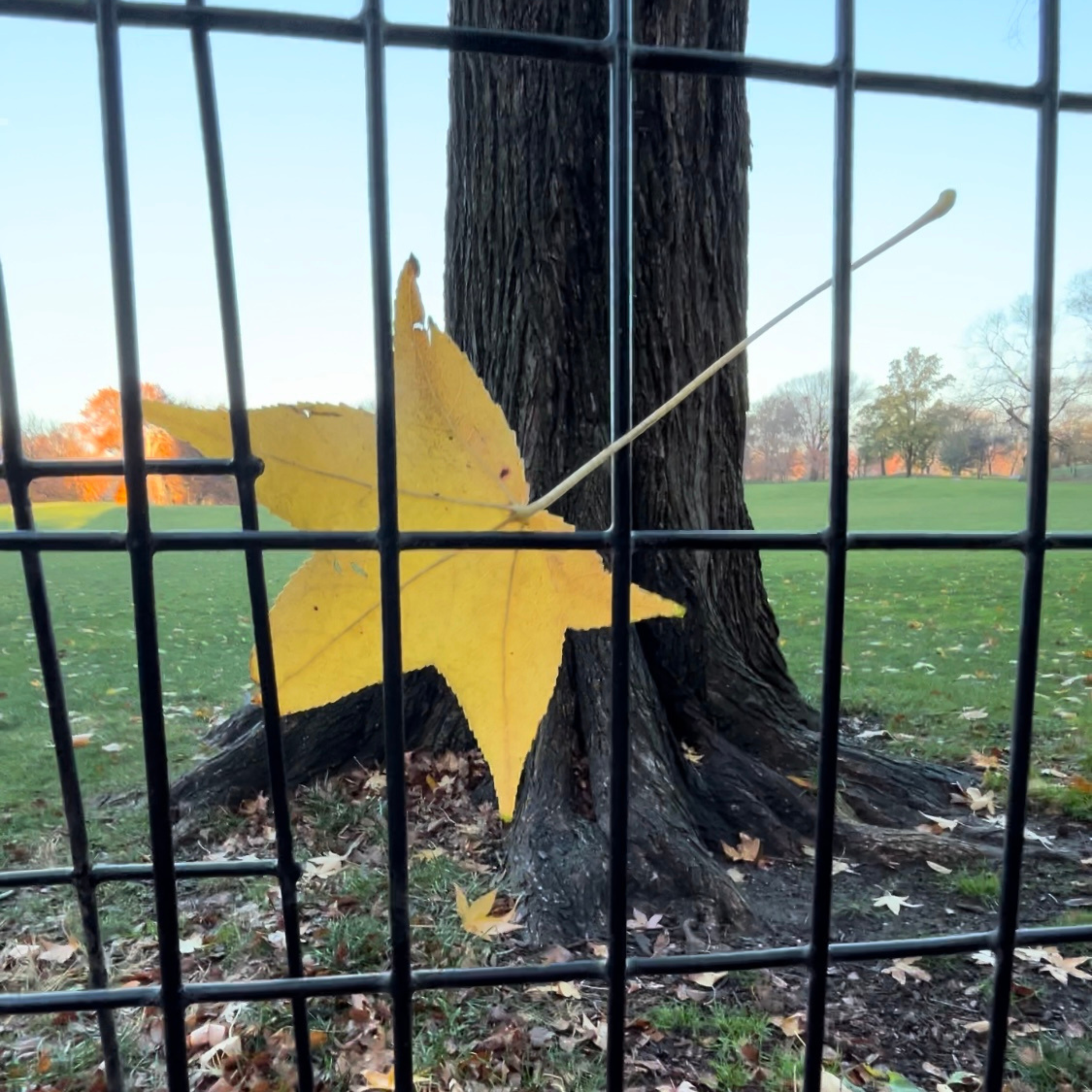 photo of yellow leaf caught in an iron fence