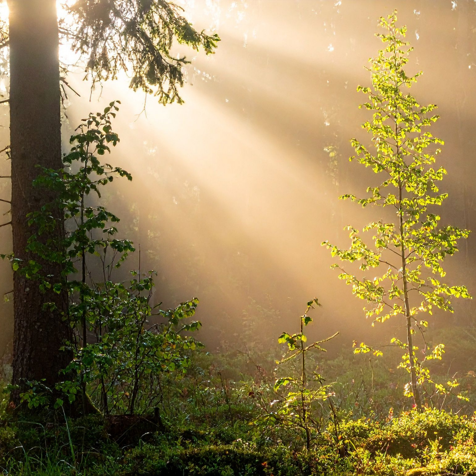 sunbeams reflecting through trees in a fores