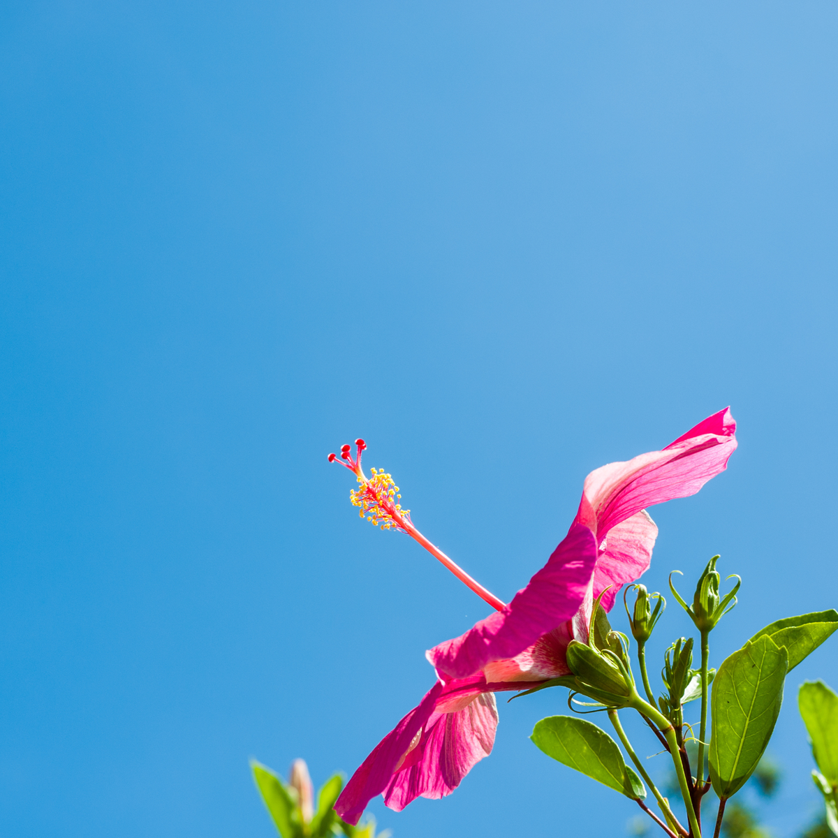 Photo of a vivid pink hibiscus flower against a blue sky.