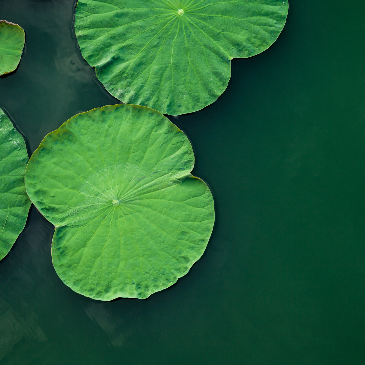photo of green lotus leaves floating on the surface of a river