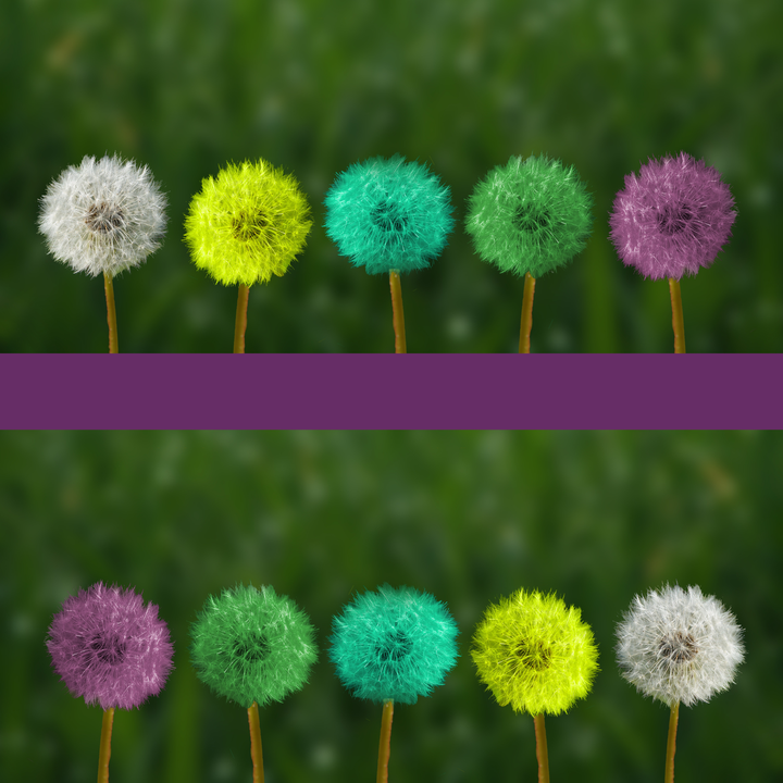 Photo of a series of colorful dandelion puffs. 